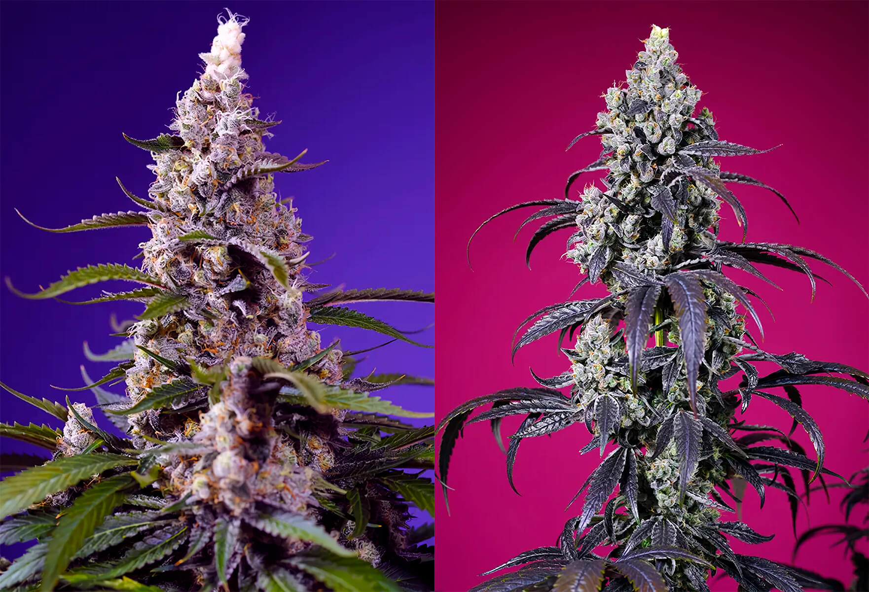 pack de semillas con tropicana Cherry XL Auto y Banana Cream Cake XL Auto